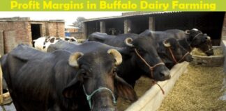 Buffalo Dairy Farming