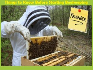 Honey Bee