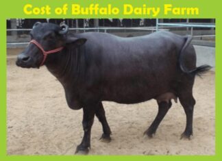 Buffalo Dairy Farm