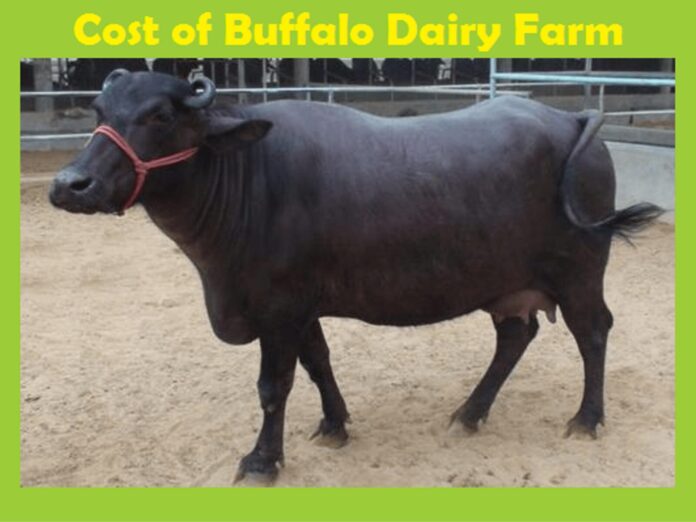 Buffalo Dairy Farm