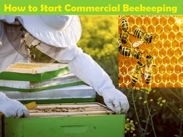 Beekeeping