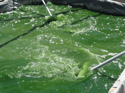 spirulina cultivation