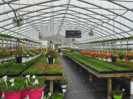 Green House Farming: A long-term sustainable farming technique