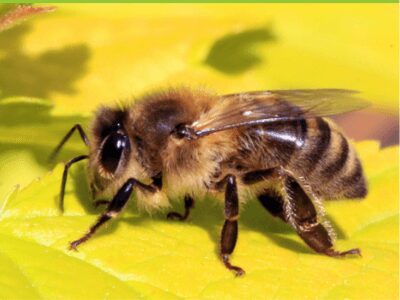 Bee Keeping