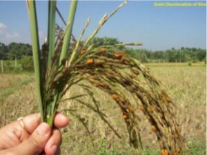 agriculture