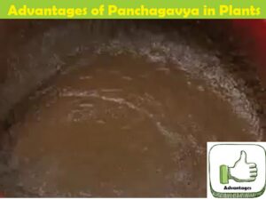 Advantages and Benefits of Panchagavya/Panchakavya for Plants