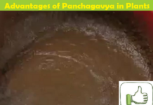 Advantages and Benefits of Panchagavya/Panchakavya for Plants