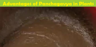Advantages and Benefits of Panchagavya/Panchakavya for Plants