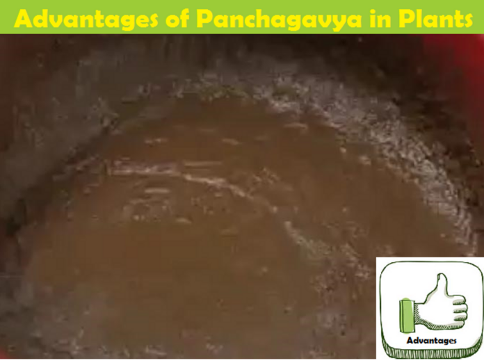 Advantages and Benefits of Panchagavya/Panchakavya for Plants