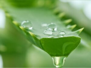 aloe vera