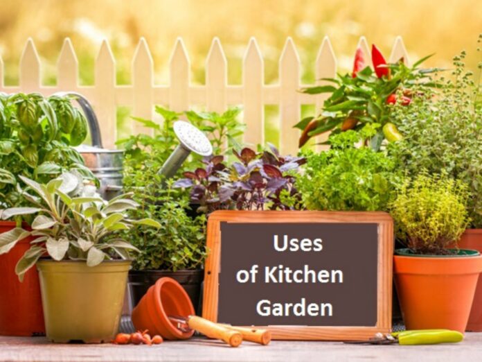 Kitchen Garden