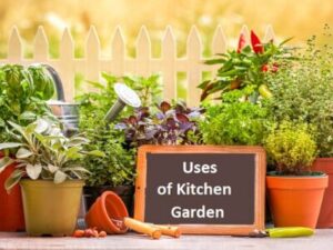 Kitchen Garden