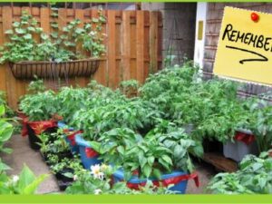 Kitchen Garden