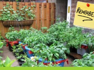 Kitchen Garden