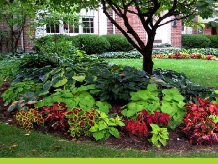 Kitchen Garden