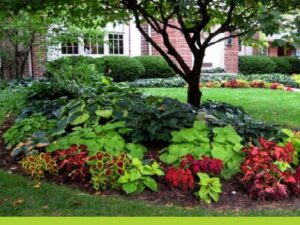 Kitchen Garden