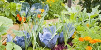 Kitchen Garden