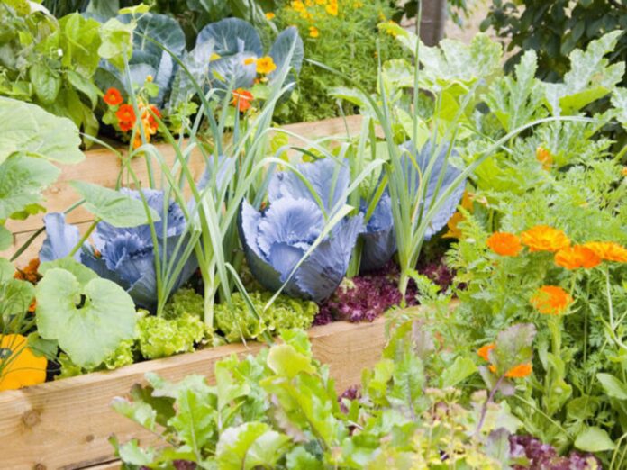 Kitchen Garden