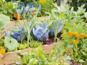 Kitchen Garden