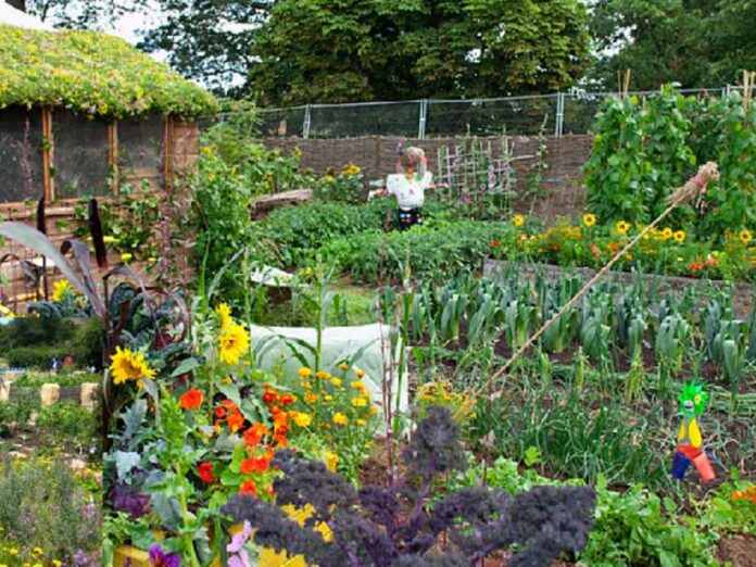 Kitchen Garden