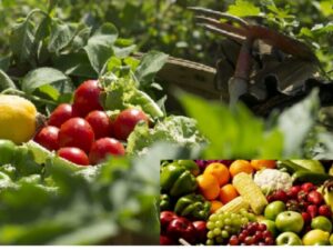 Kitchen Garden