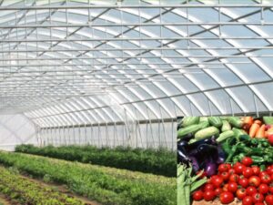 Kitchen Garden