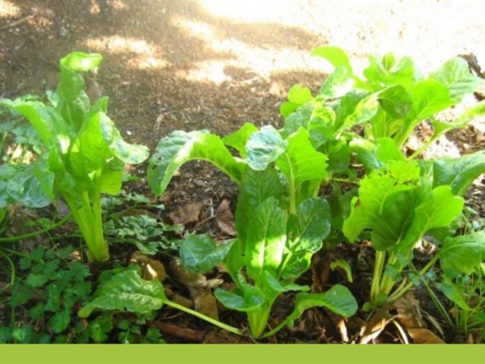 Kitchen Garden