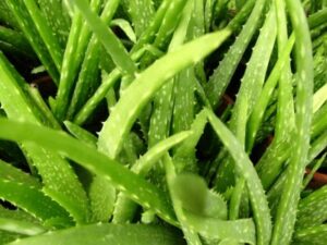 Aloe Vera plant