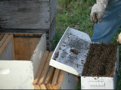 Commercial Beekeeping