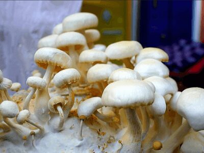 Mushroom Farming