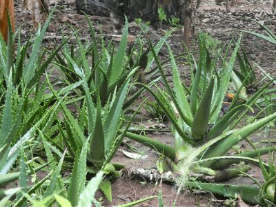 Aloe Vera Farming