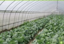 Agricultura Polyhouse