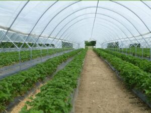 Poly House Farming