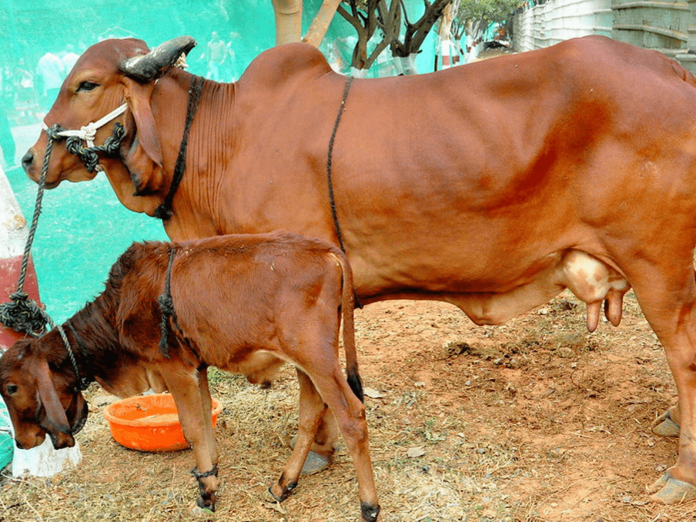 Gir Cow