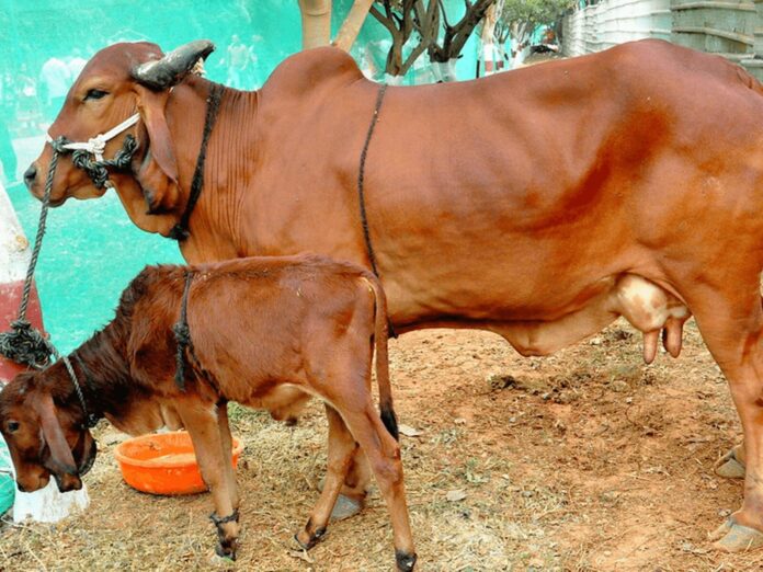 Gir Cow