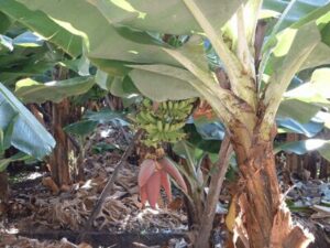 Banana Plants