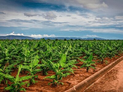 Banana Plants