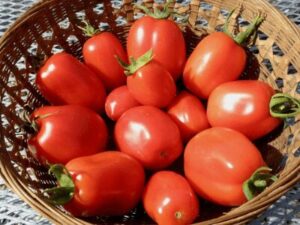 Tomatoes