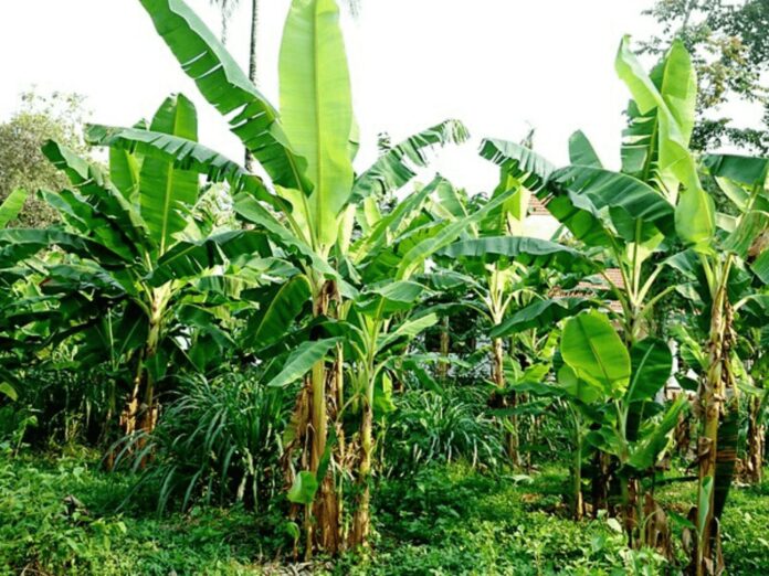 Banana Plant