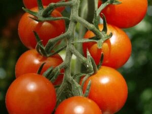 Tomatoes