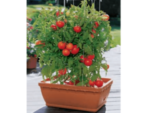 Tomates cherry