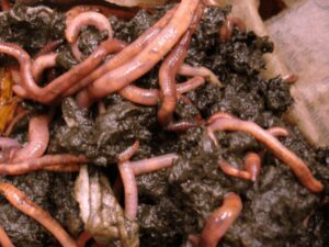 vermicompost Earthworm