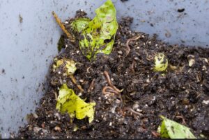 vermicomposting