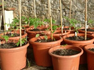 Growing tomatoes