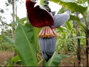 Banana Plants