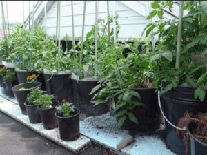 Tomatoes