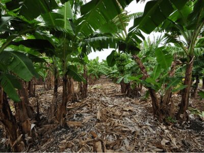 Banana Plants