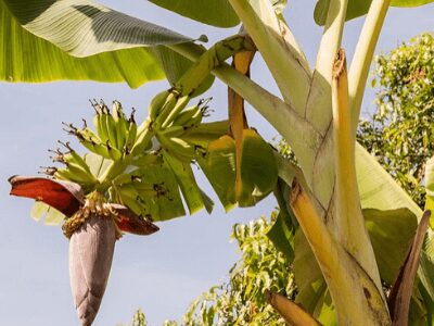 Banana Plants