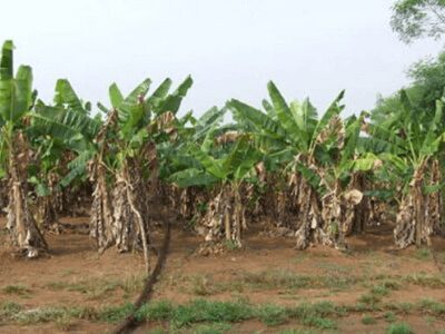 Banana Plants