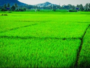 Agriculture in India